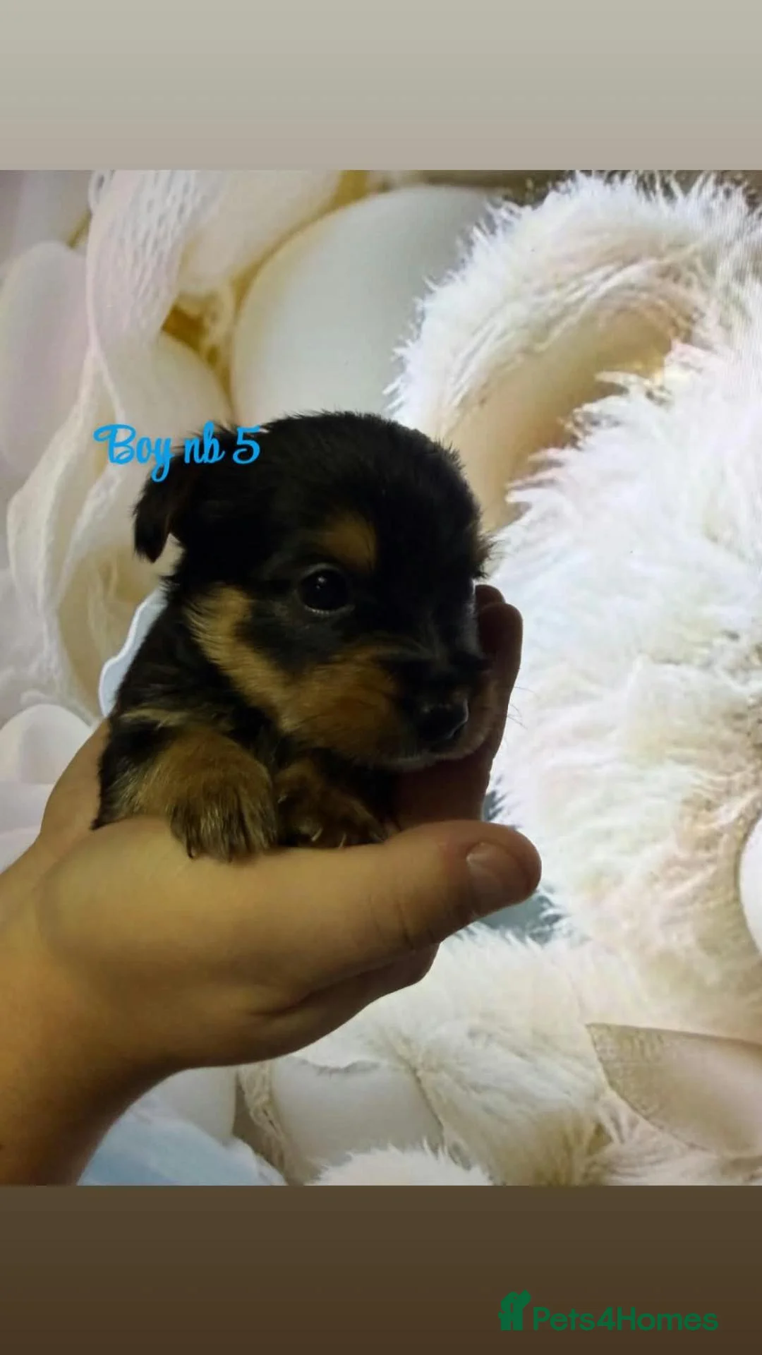 Yorkshire Terrier dogs for sale: Yorkshire terrier puppies - Advert 11