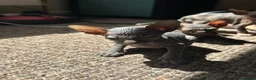 Sphynx cats for sale: 5 Canadian Sphynx kittens for sale - Advert 29