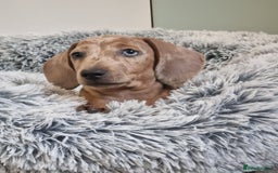 Dachshund dogs for sale: 🩷lovely Dachshund Puppy’s Ready For New homes🩷 - Advert 7
