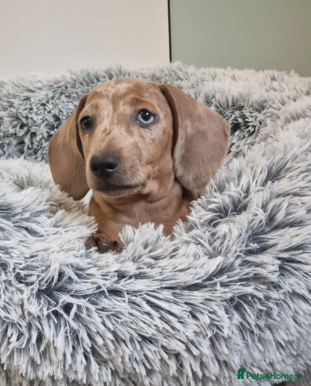 Dachshund dogs for sale: 🩷lovely Dachshund Boys Ready For New homes🩷 - Advert 10