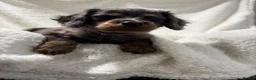 Cavapoo dogs for sale: 6 Bundles of fun Ready from 22 August  - Advert 9