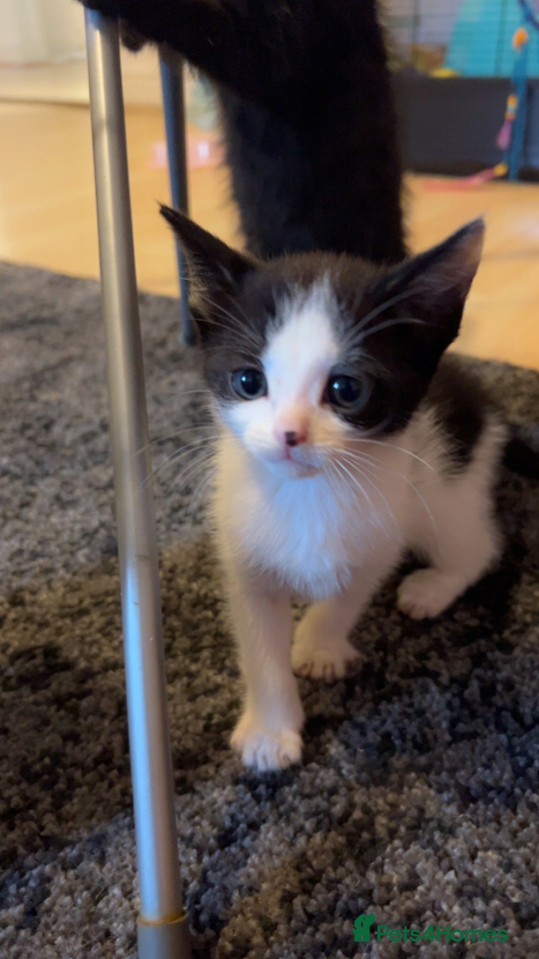 Mixed Breed cats for sale: 4 beautiful kittens ready for new home - Image 5