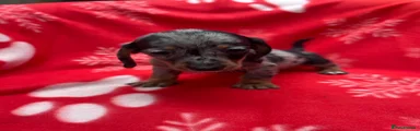 Miniature Dachshund 3
