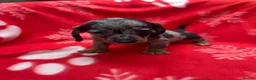 Miniature Dachshund dogs for sale: ****6 beautiful boys 💙💙*** - Advert 23