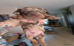 Dachshund dogs for sale: Dachshunds  - Image 15