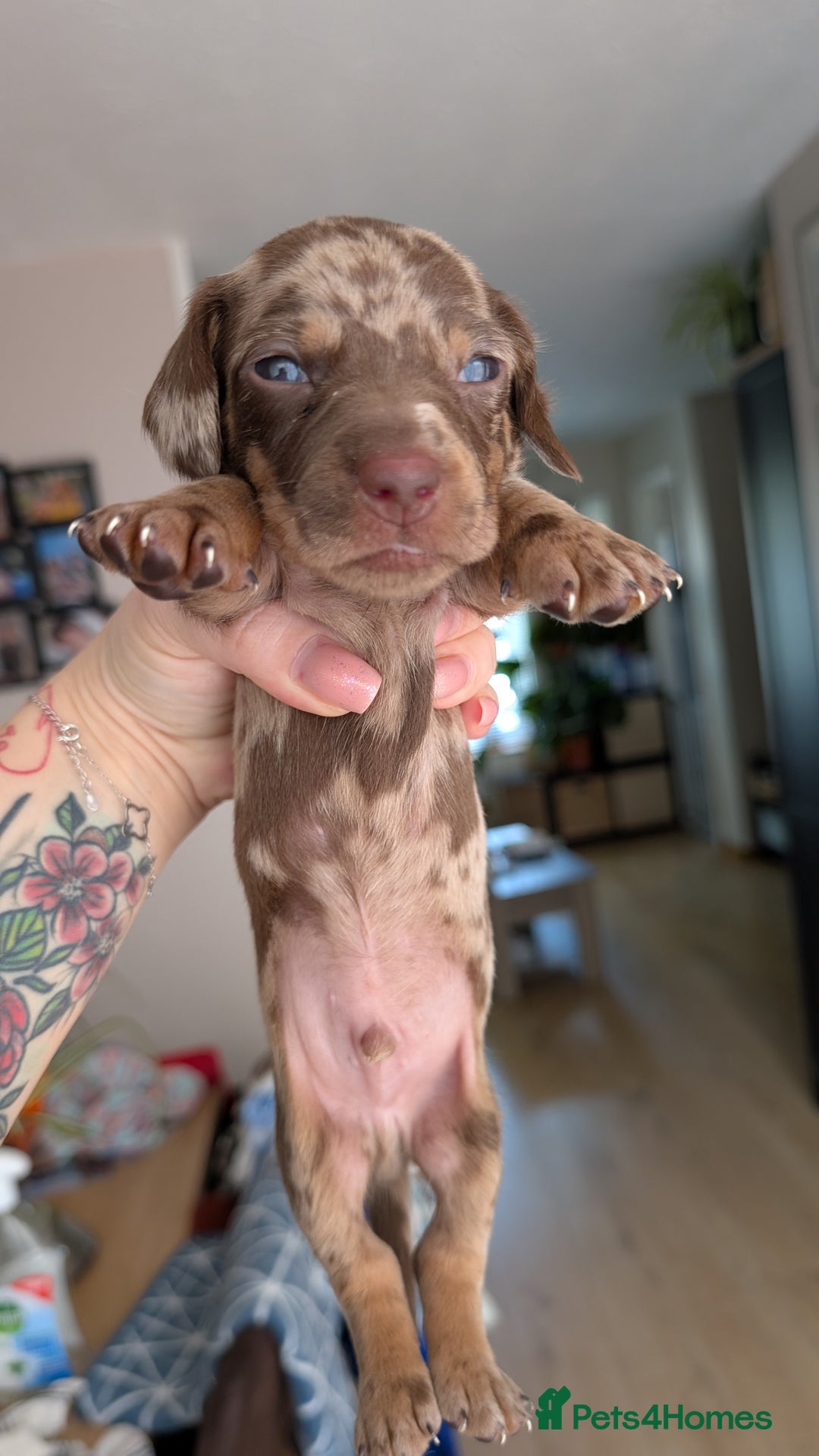 Dachshund dogs for sale: Dachshunds  - Image 15