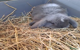 Mini Lop rabbits for sale: 3 lovely mini lop ear bunnies - Image 4