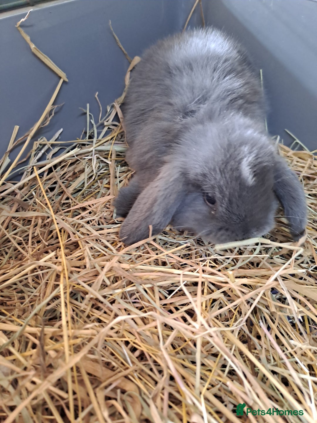Mini Lop rabbits for sale: 3 lovely mini lop ear bunnies - Image 4