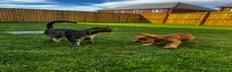 Cocker Spaniel dogs for sale: Beautiful show cocker spaniel for adoption  - Advert 5