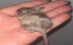 Mouse rodents for sale: Fancy mice 3 boys available  - Image 14