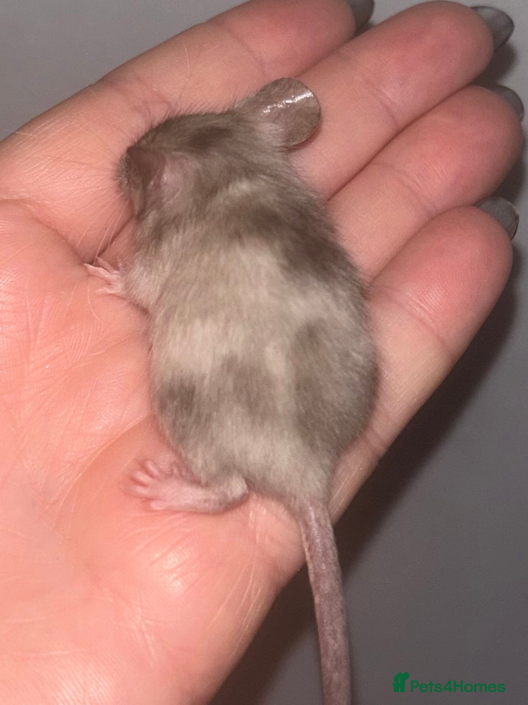 Mouse rodents for sale: Fancy mice 3 boys available  - Image 14