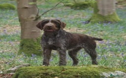 German Wirehaired Pointer dogs for sale: Gorgeous GWP bitch Puppy  - Image 9