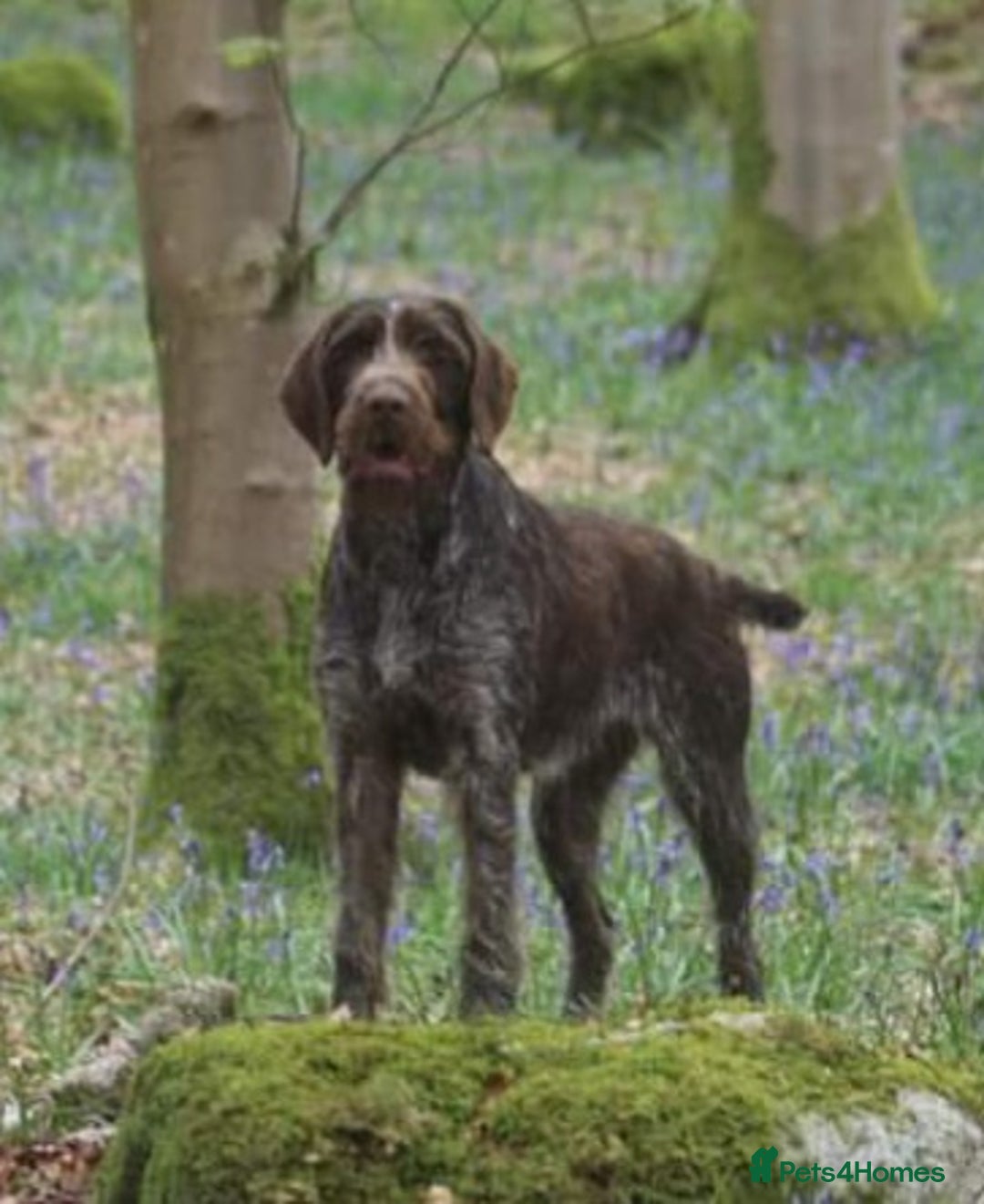 German Wirehaired Pointer dogs for sale: Gorgeous GWP bitch Puppy  - Image 9