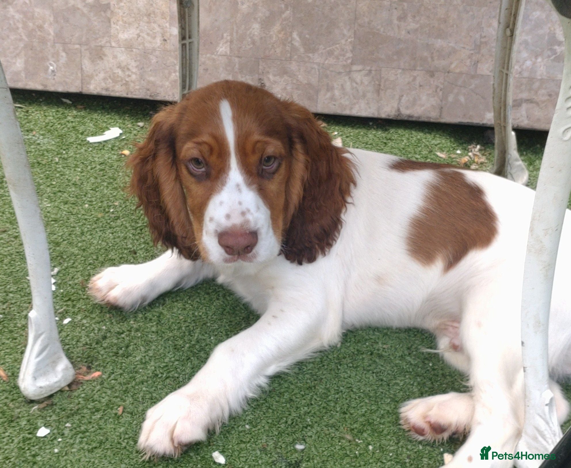 Cocker Spaniel dogs KC cocker spaniel pups. BEAUTIFUL PUPS. FULLY INOC - Advert 6