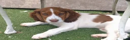 Cocker Spaniel dogs for sale: KC cockerpups. BEAUTIFUL PUPS. FULLY INOC - Advert 1