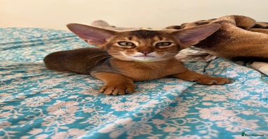 Abyssinian cats - Advert 2