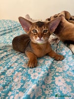 Abyssinian cats - Advert 4