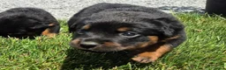 Rottweiler dogs for sale: Perfect Rotties pups for cute families/persons - Advert 2