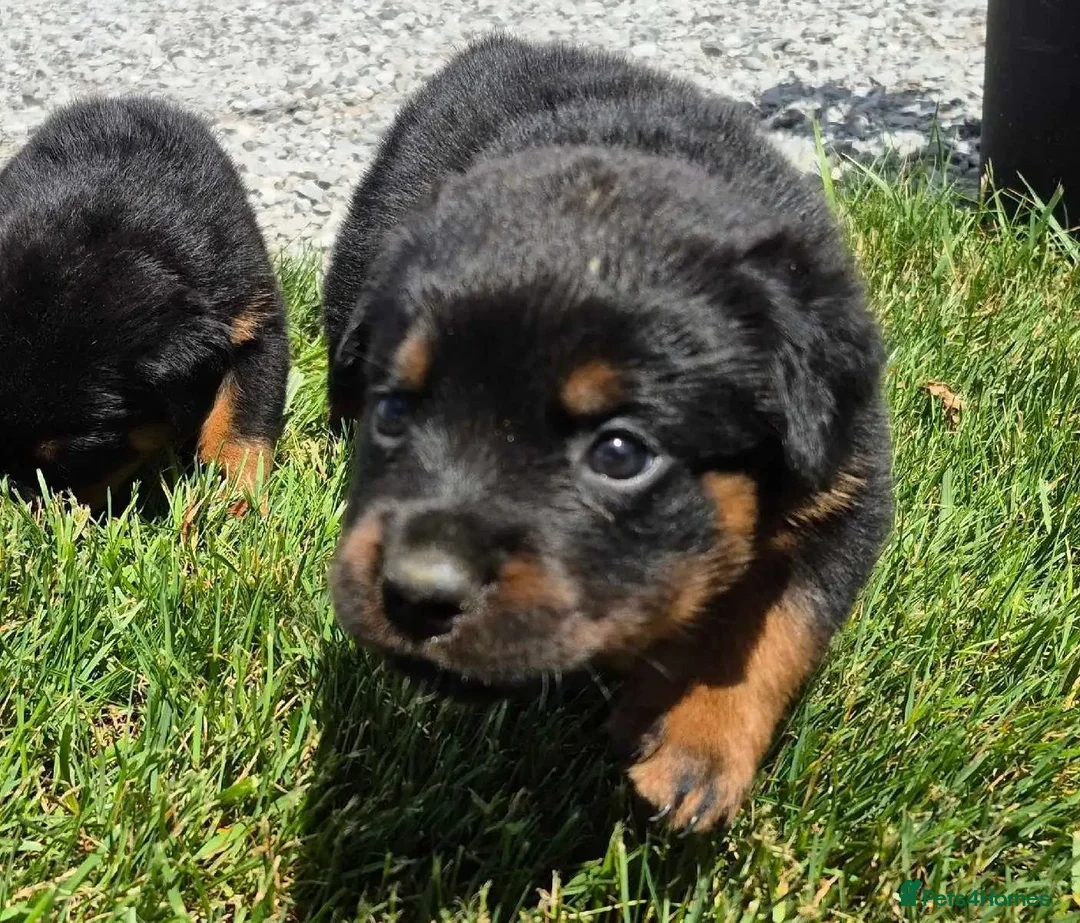 Rottweiler dogs for sale: Perfect Rotties pups for cute families/persons - Advert 2