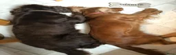 Cocker Spaniel dogs for sale: Cocker spaniel puppies for sale in Sheffield - Advert 3