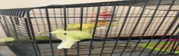 Budgerigars birds for sale: Pair budgies  - Advert 3