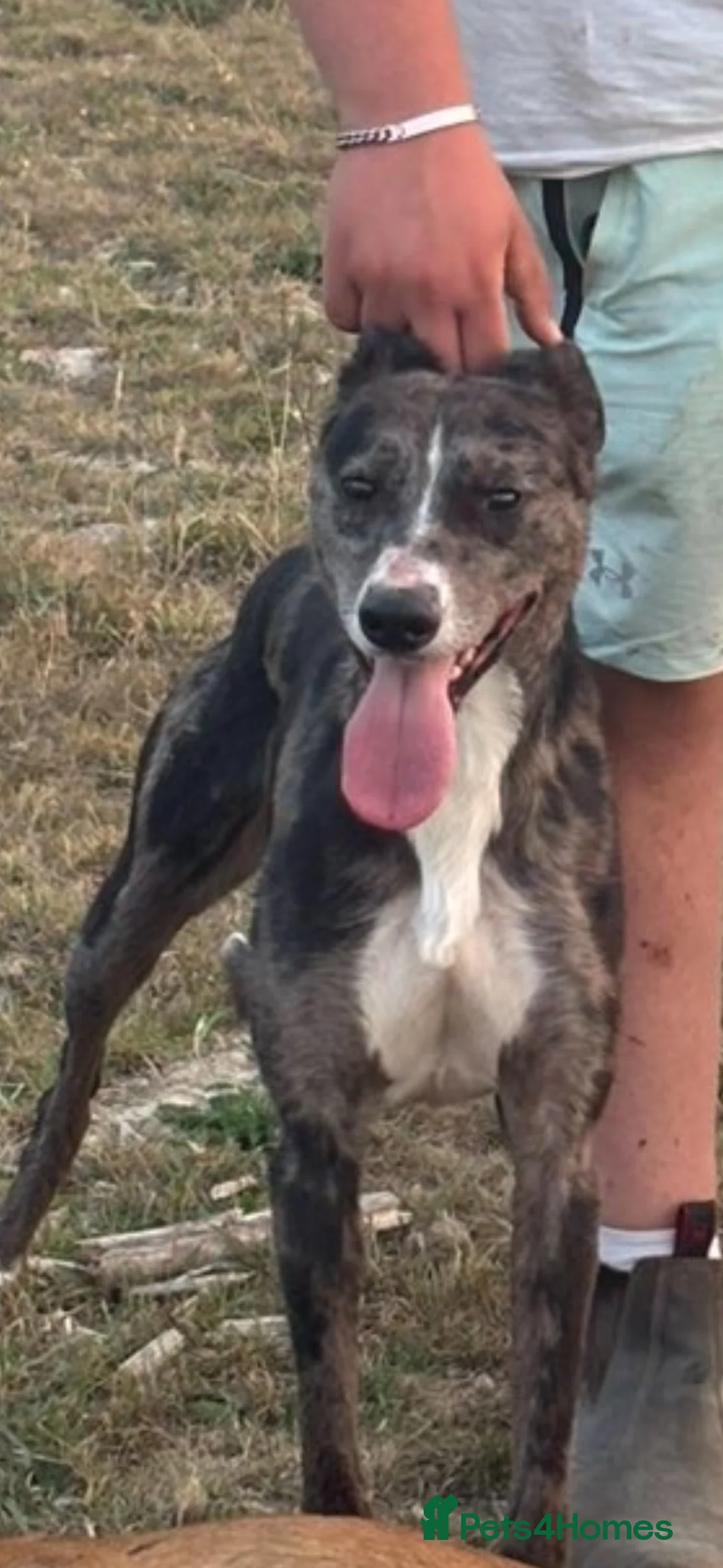 Lurcher dogs for stud: 🔥Proven Stud Dog Available Top Working Lurcher 🔥 - Advert 2