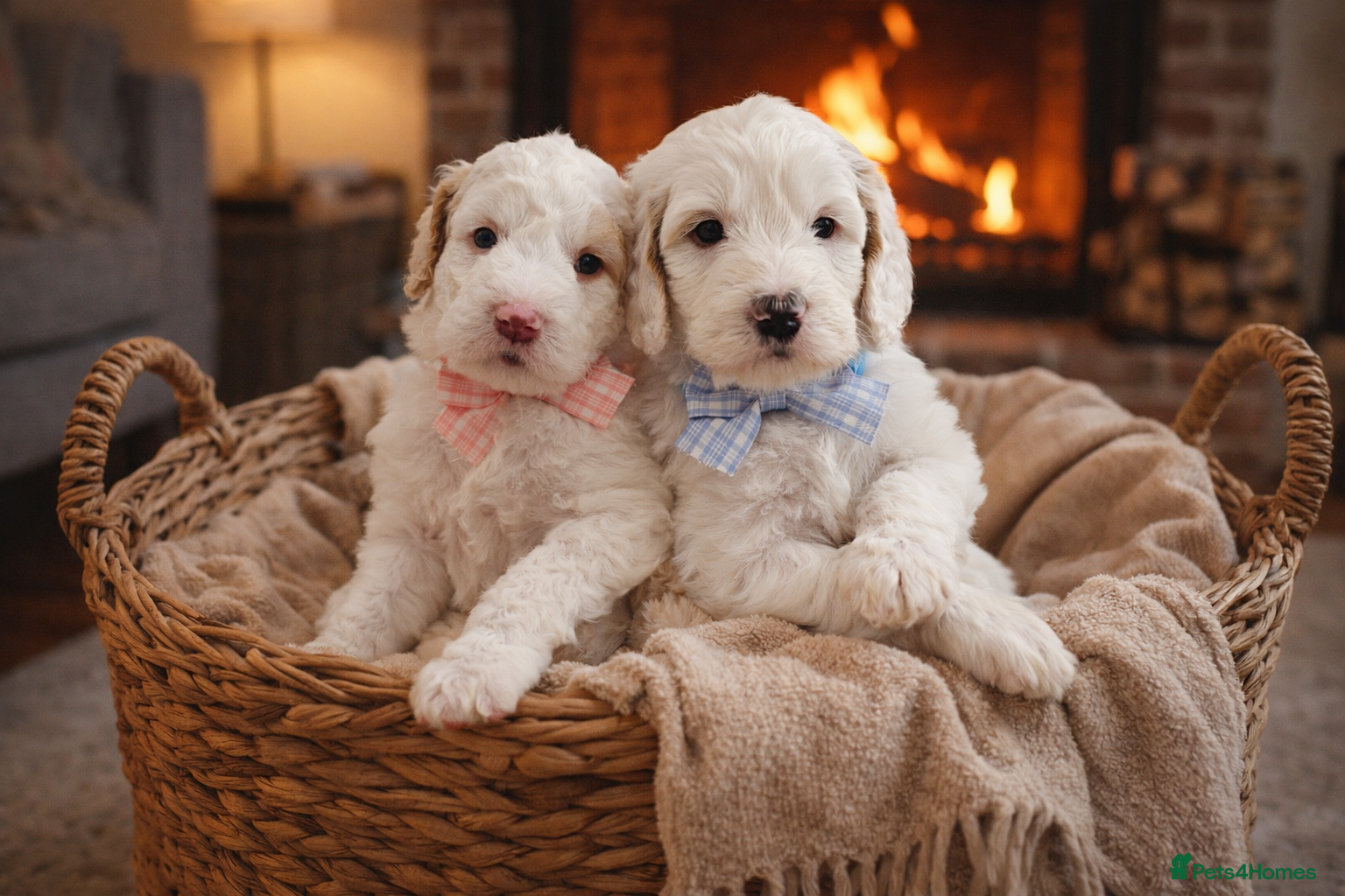 Australian Labradoodle dogs AUSTRALIAN LABRADOODLES❣️LAST TWO! PRICE REDUCED  - Advert 18