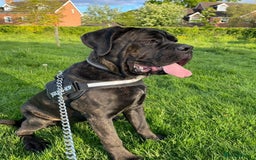 Mixed Breed dogs for sale: Coco beautiful girl - Image 2