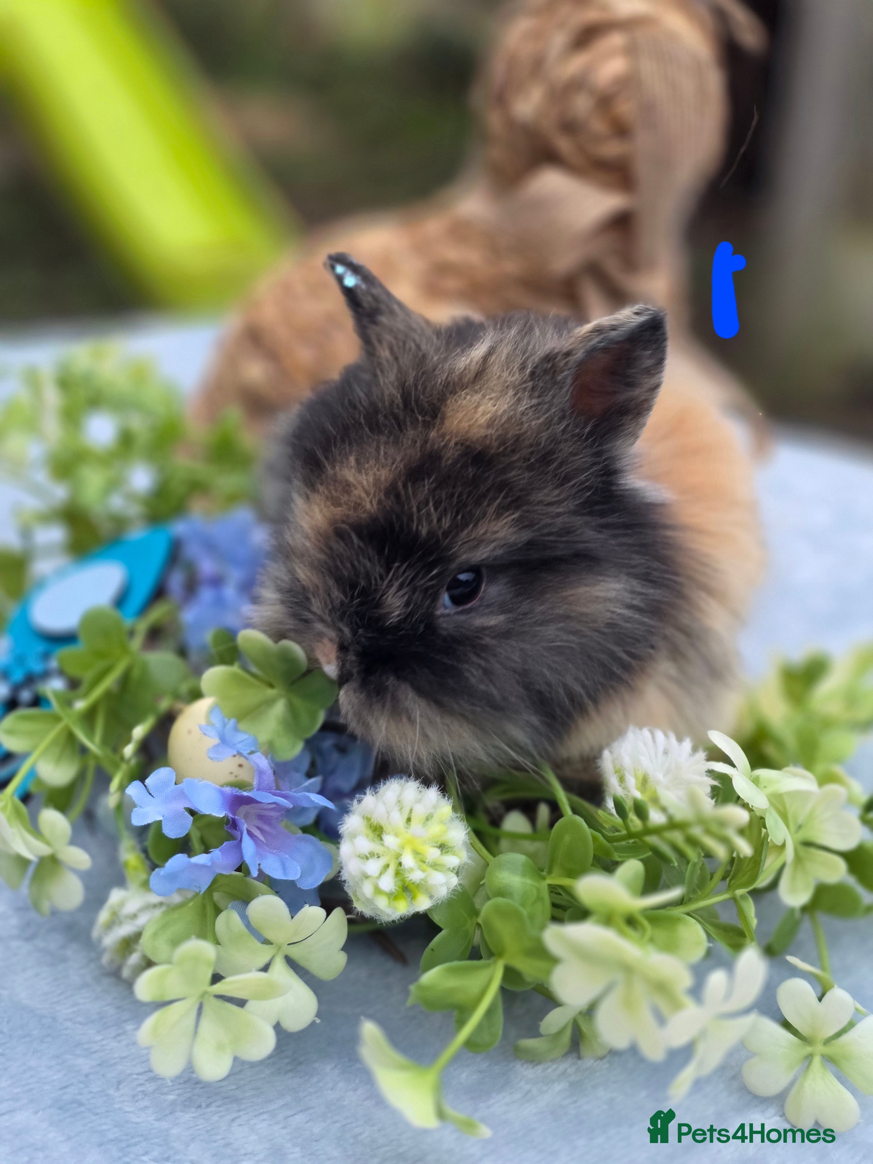 Lionhead rabbits 2 Double Main lionhead 💙s Ready For Reserve  - Advert 3