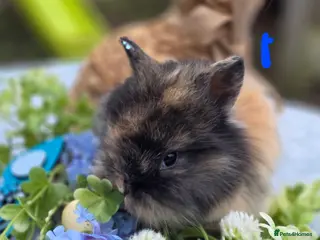 Lionhead rabbits 2 Double Main lionhead 💙s Ready For Reserve - Advert 3