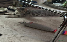 Bengal cats for stud: Bengal cat stud  - Image 2