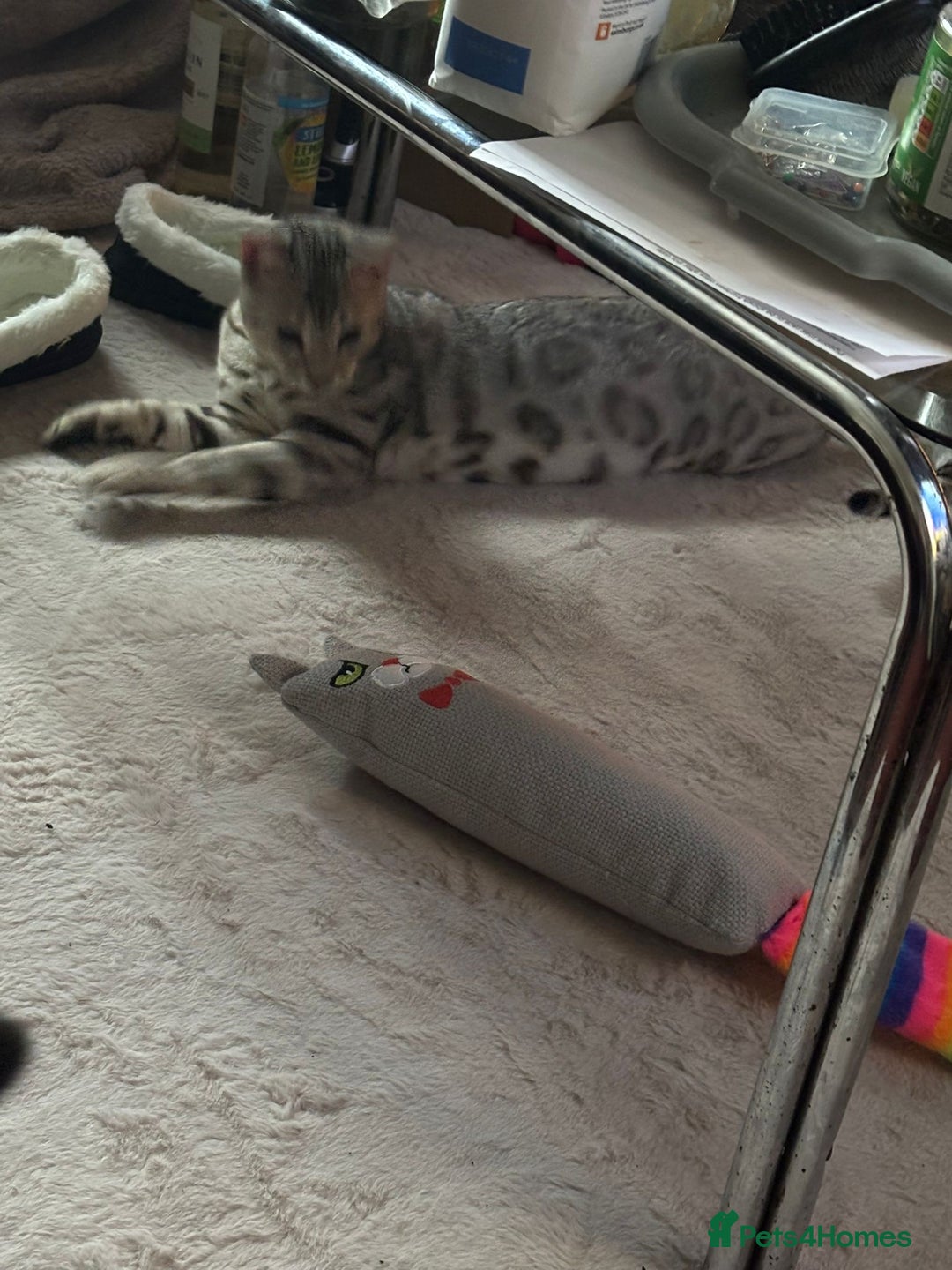 Bengal cats for stud: Bengal cat stud  - Image 2