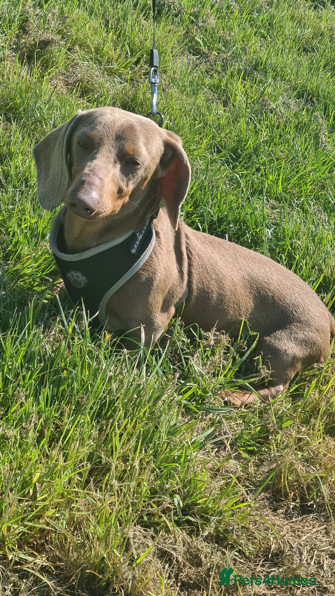 Miniature Dachshund dogs for stud: Mr Slink. Isabella & tan for stud in Thetford - Advert 6