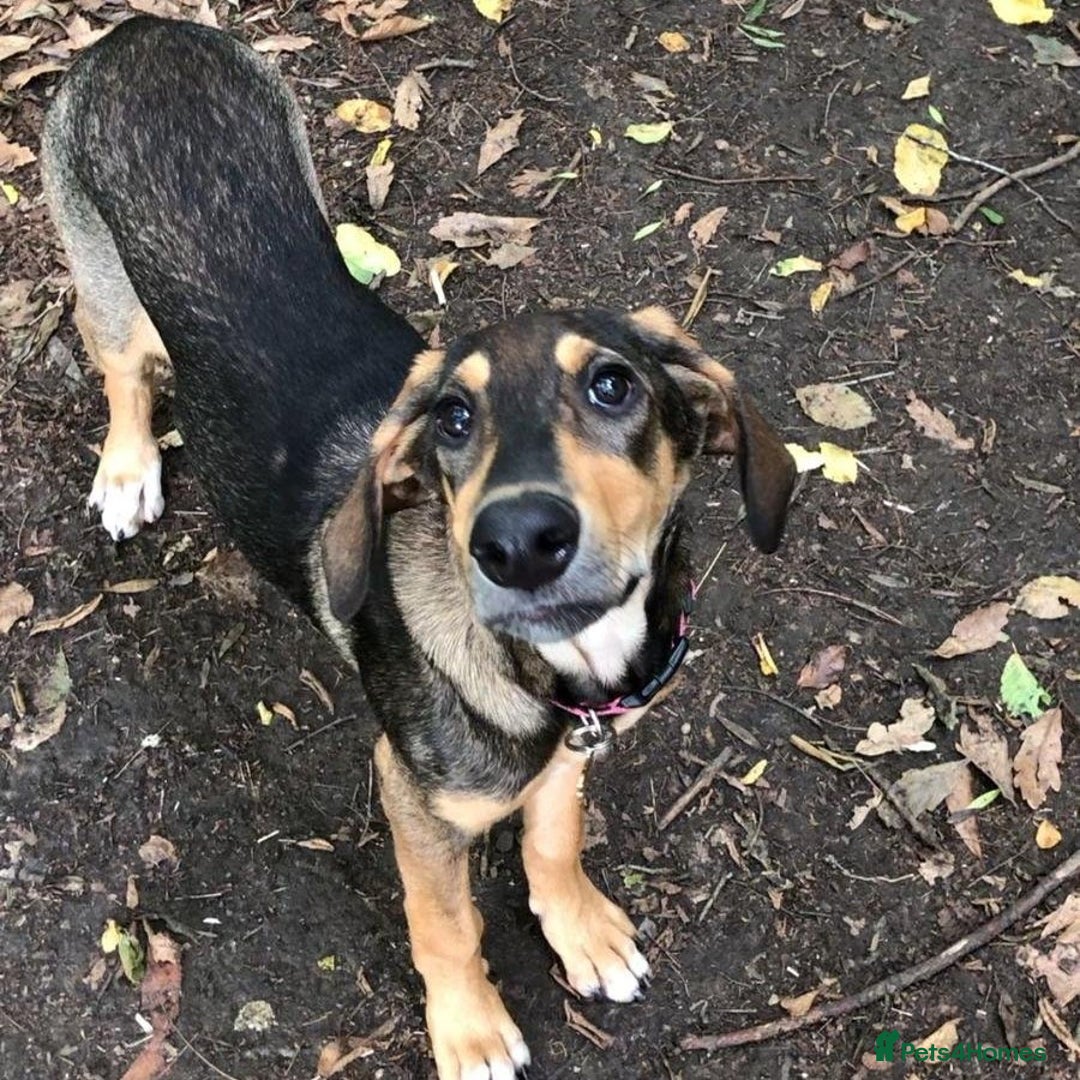 Mixed Breed dogs for adoption: Poppy (Hound/Shepherd mix) - Image 11