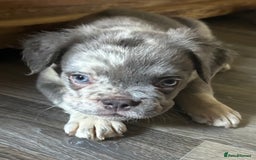 French Bulldog dogs for sale: Fluffy Frenchie - male (Yoda) - Reduced🔥🐾Ready Now🔥🐾Fluffy French bulldogs🔥🐾 - Image 2