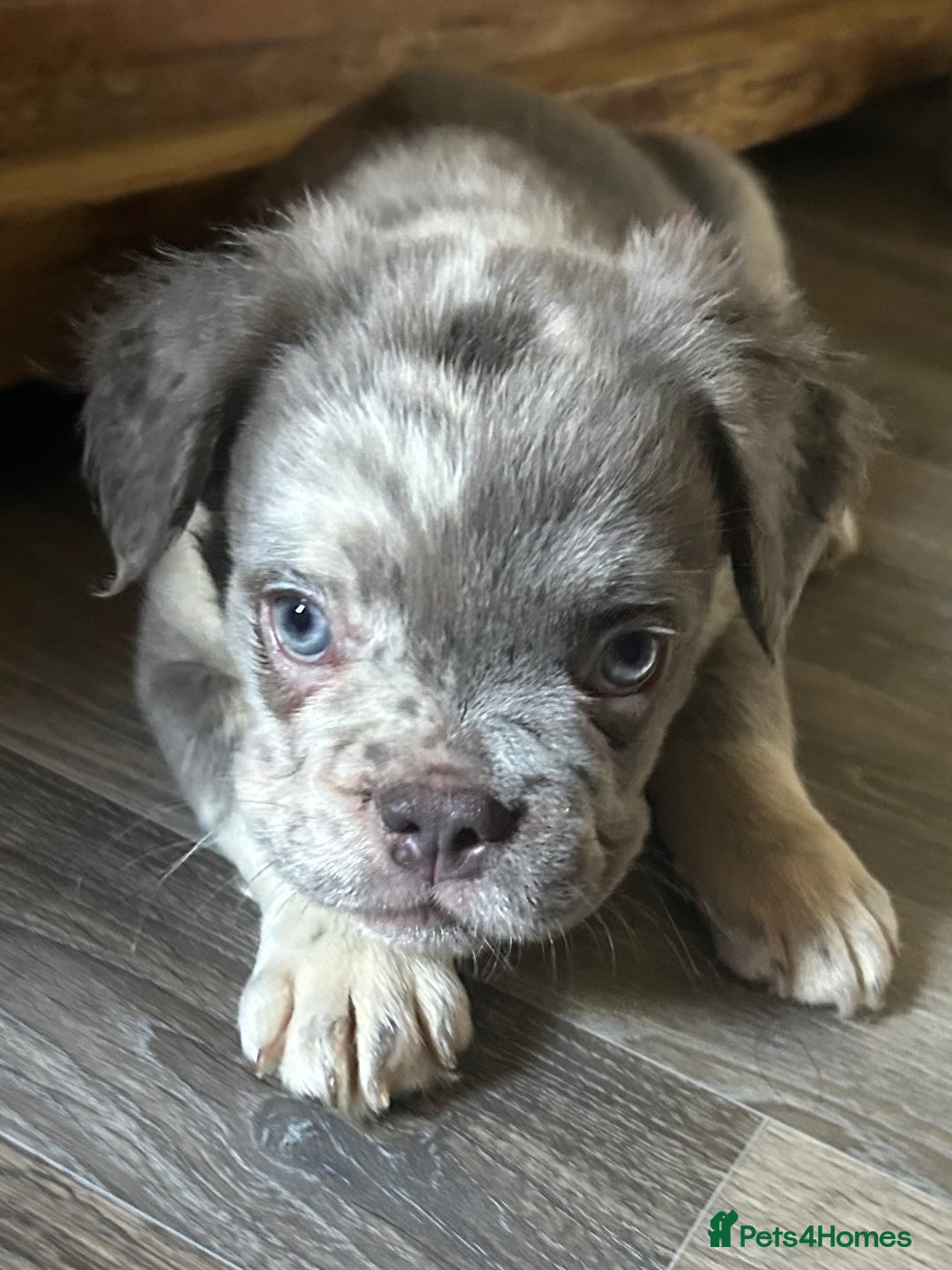 French Bulldog dogs for sale: Fluffy Frenchie - male (Yoda) - Reduced🔥🐾Ready Now🔥🐾Fluffy French bulldogs🔥🐾 - Image 2