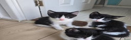 Mixed Breed cats for sale: Kittens for sale - Advert 7