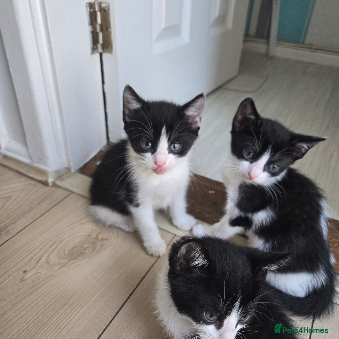Mixed Breed cats for sale: Kittens for sale - Advert 7