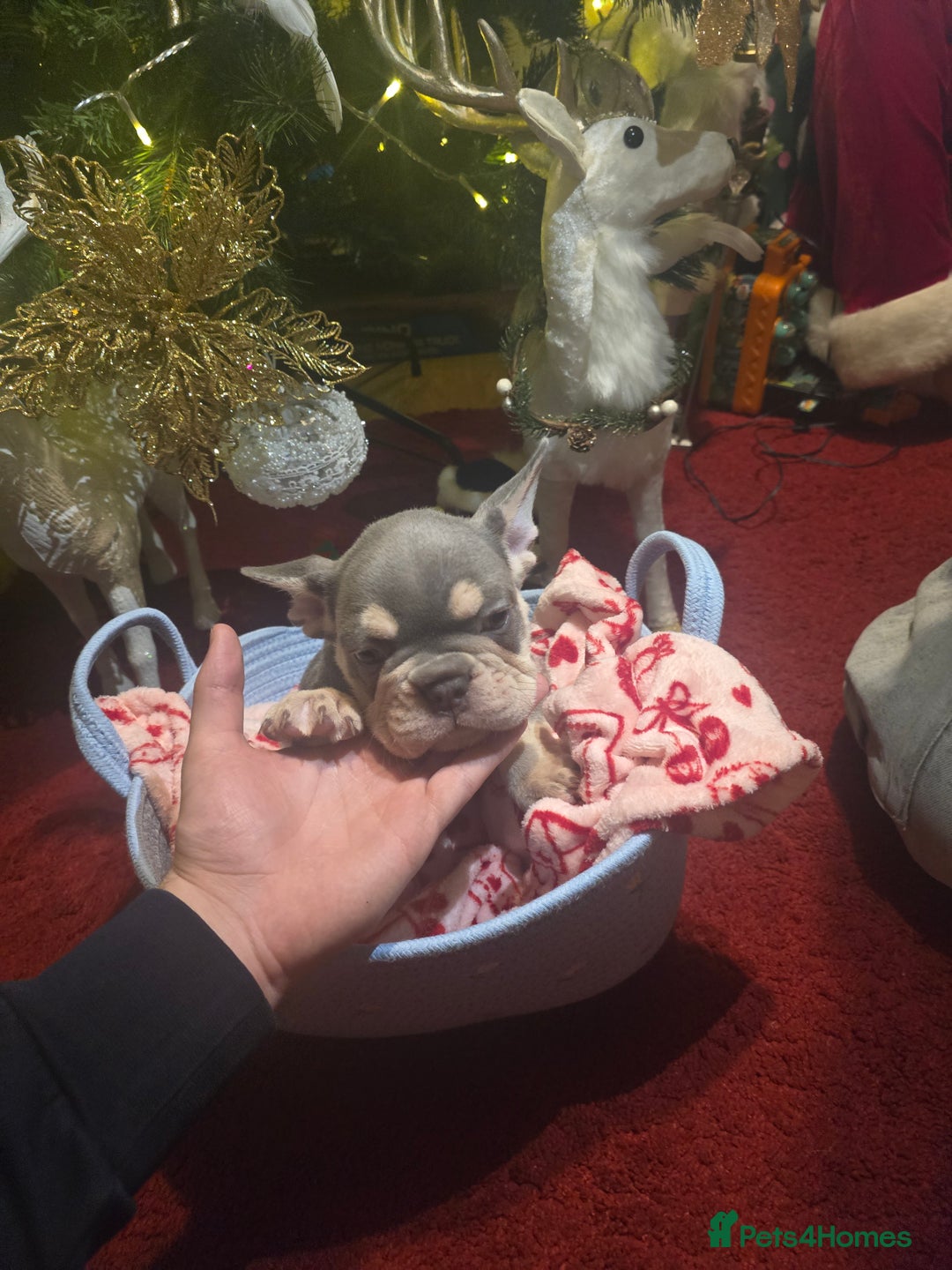 French Bulldog dogs for sale: French bulldog Puppy  😍 - Advert 7