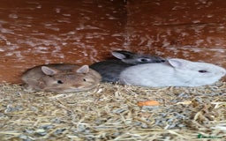 Netherland Dwarf rabbits for sale: Various Netherland Dwarfs available from £20 - Image 16