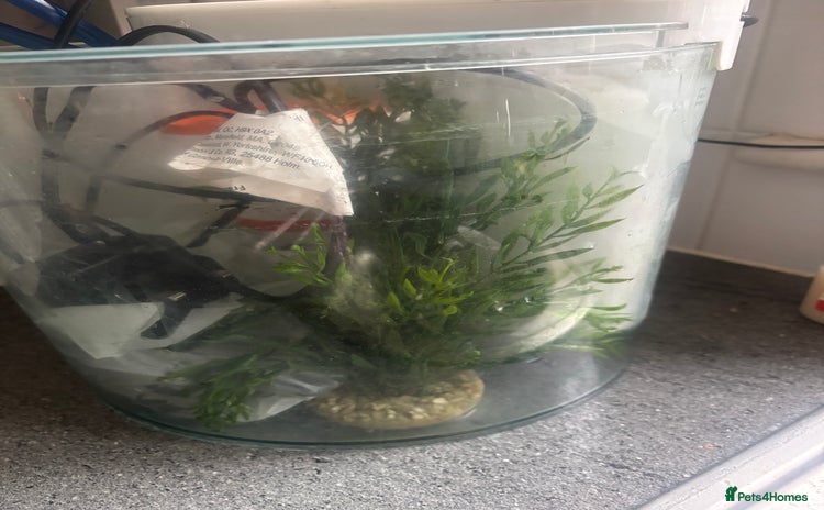 Other/Mixed Breed fish in Burnham-on-Crouch - Advert 4