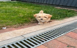 Maltipoo dogs for sale: Beautiful Maltipoo’s LAST LITTLE BOY LEFT - Image 12