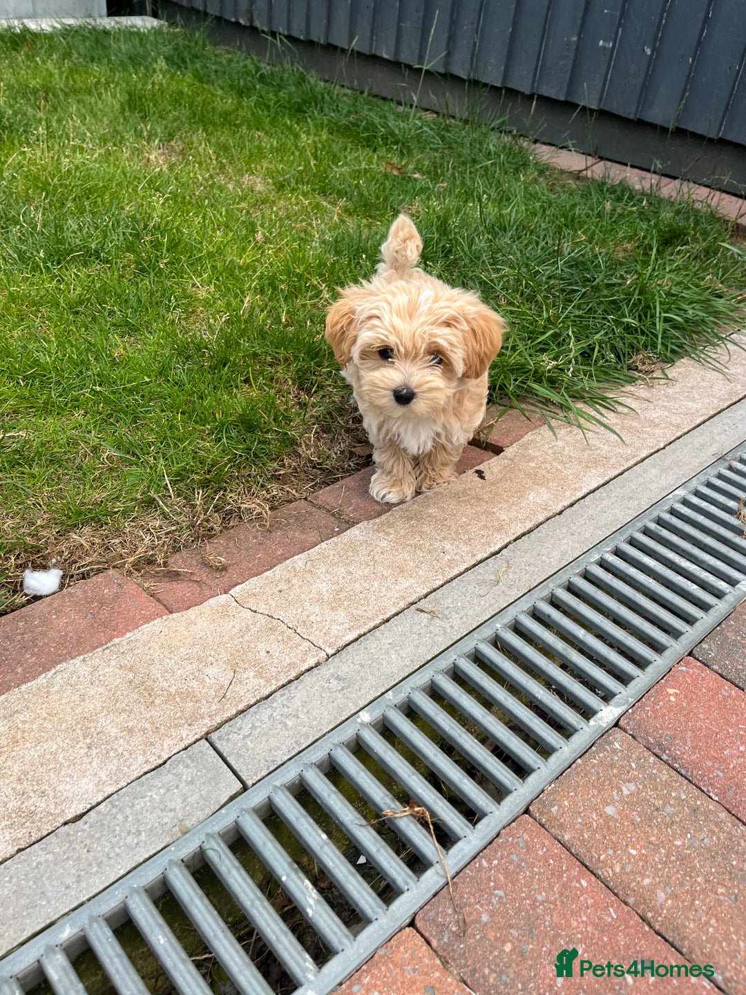 Maltipoo dogs for sale: Beautiful Maltipoo’s LAST LITTLE BOY LEFT - Image 12