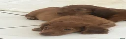 Miniature Dachshund dogs for sale: REDUCED  - Advert 2
