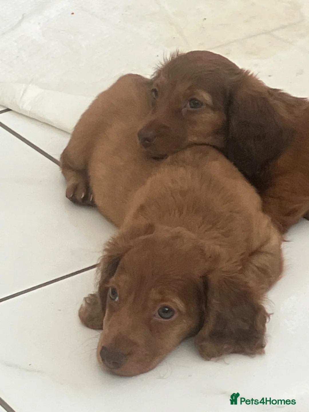 Miniature Dachshund dogs for sale: REDUCED  - Advert 2