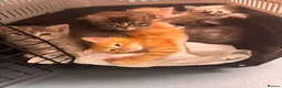 Mixed Breed cats for sale: Ragdoll cross mixed breed stunning kittens  - Advert 3