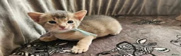 Abyssinian cats for sale: Beautiful Abyssinian Kittens  - Advert 9