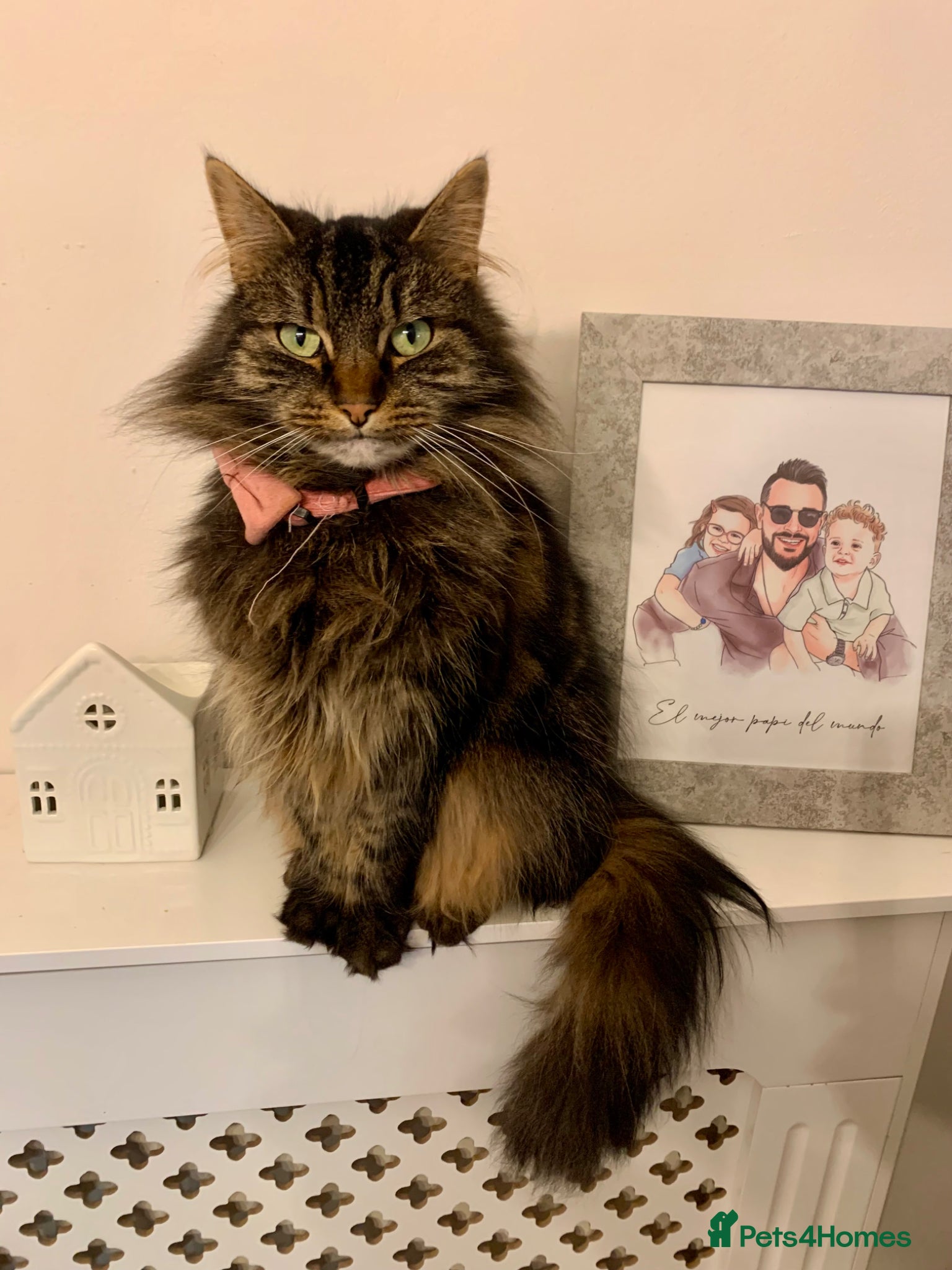 Mixed Breed cats Lovely tabby girl  - Advert 4