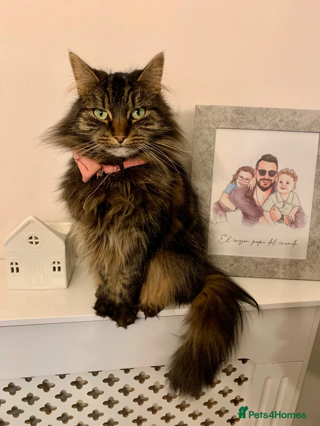 Mixed Breed cats for sale: Lovely tabby girl  - Advert 1