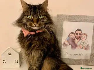 Mixed Breed cats Lovely tabby girl - Advert 1